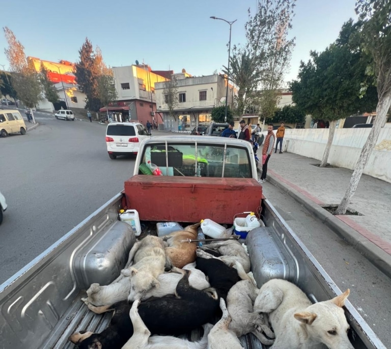 Exigen dejar a Marruecos sin Mundial por matar más de 300.000 perros al año