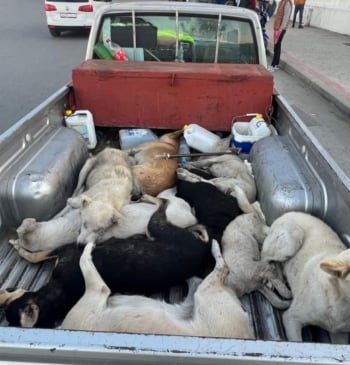 Animalistas se movilizan en Fitur contra la ‘masacre’ de perros callejeros de [...]