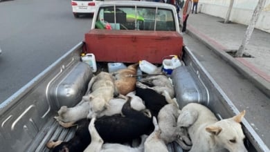 Animalistas se movilizan en Fitur contra la ‘masacre’ de perros callejeros de Marruecos por el Mundial de fútbol