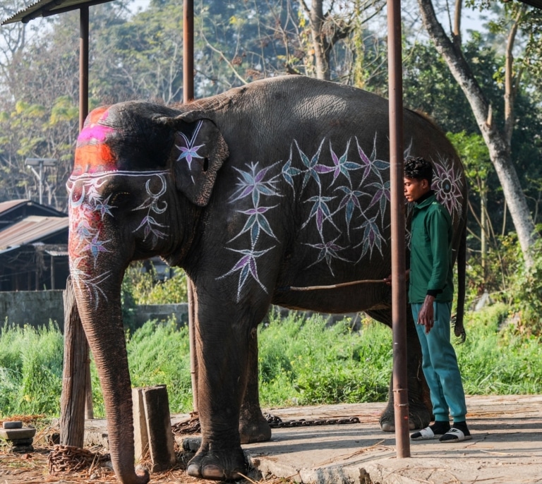 Muere una turista española al ser atacada por un elefante en Tailandia