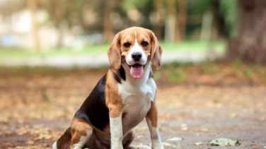 Los gastos e impuestos que deben asumir los propietarios de mascotas en 2025