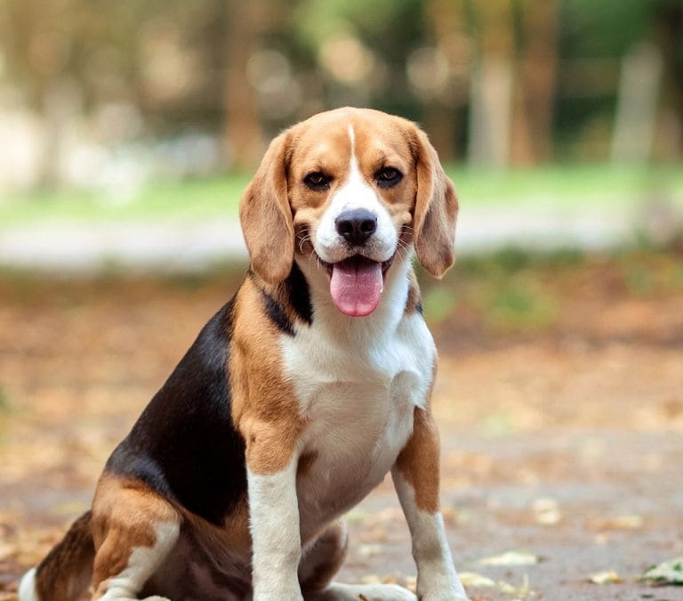 Los gastos e impuestos que deben asumir los propietarios de mascotas en 2025