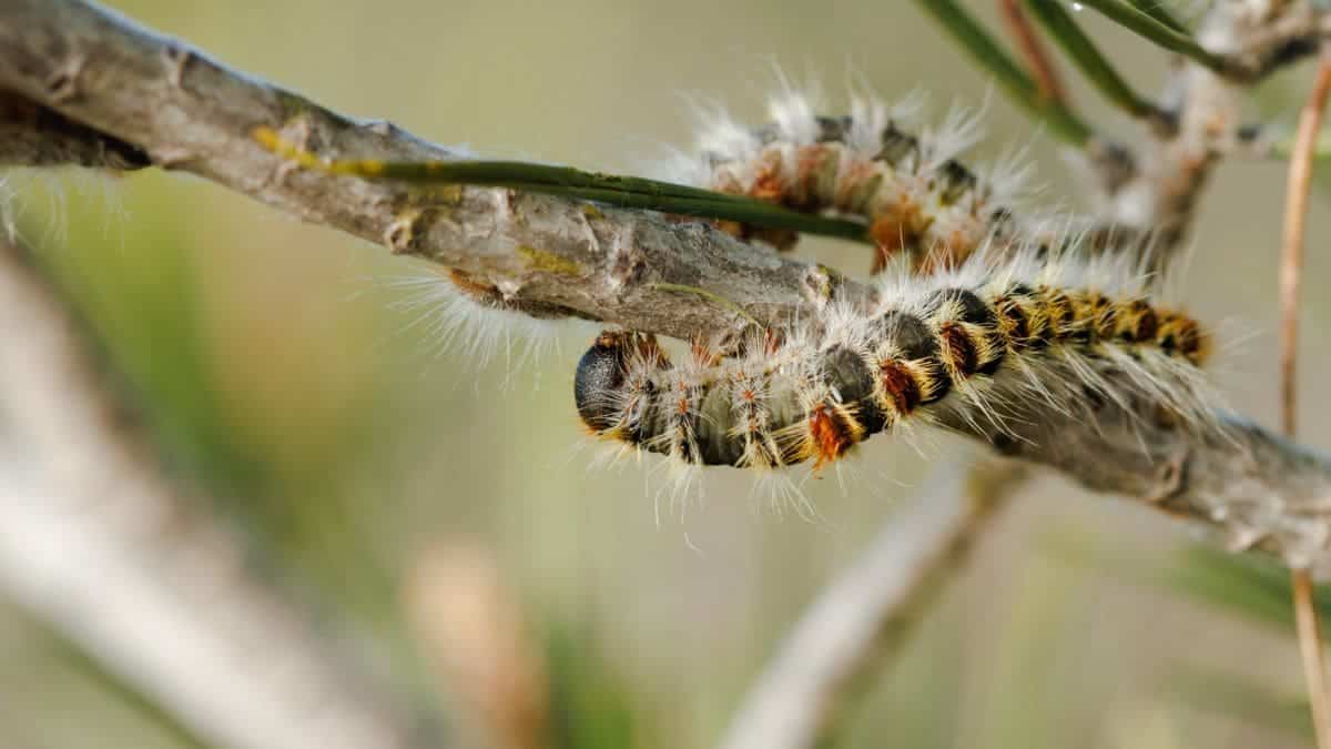 Oruga procesionaria adelanto mascotas