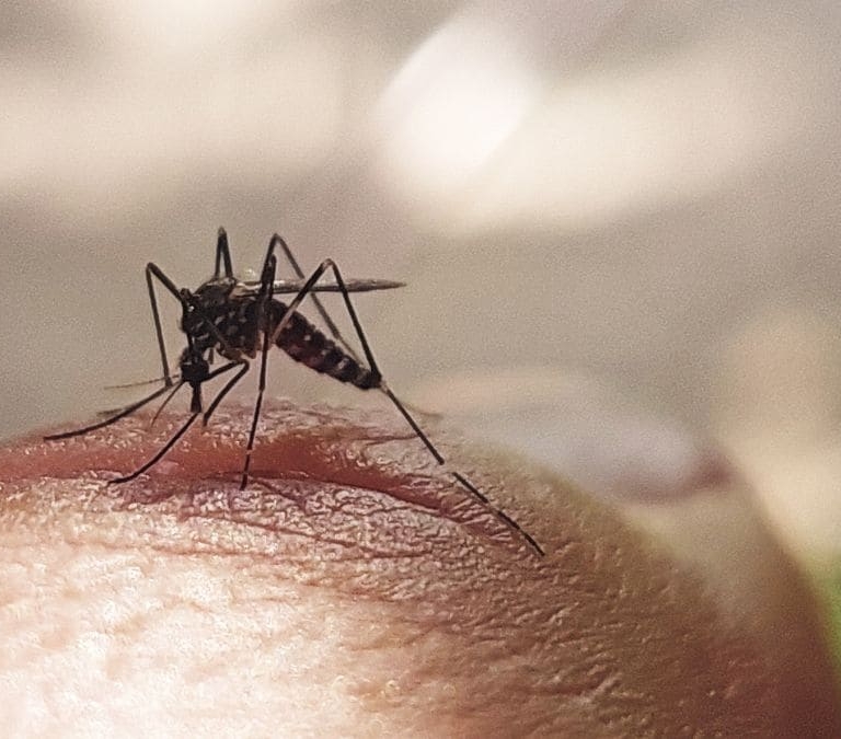 Así es el virus Sindbis que se está expandiendo por Andalucía