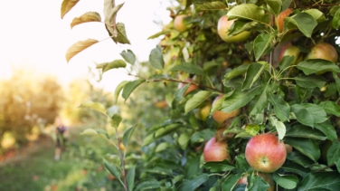 Estos son los árboles frutales que puedes plantar en tu jardín