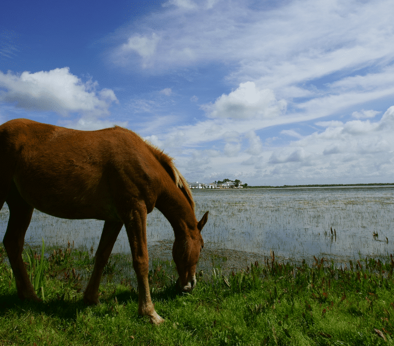 El viaje atrás en el tiempo de los ganaderos de Doñana para recuperar genéticamente al caballo de las marismas