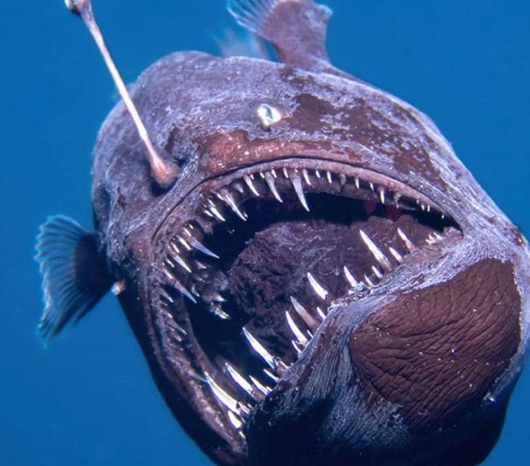 Avistan por primera vez un diablo negro en la costa de Tenerife