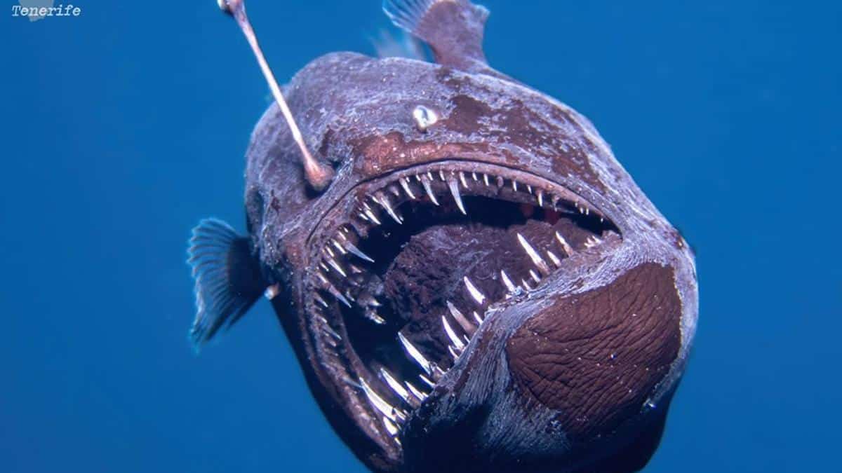 El pez diablo negro en la costa de Tenerife
