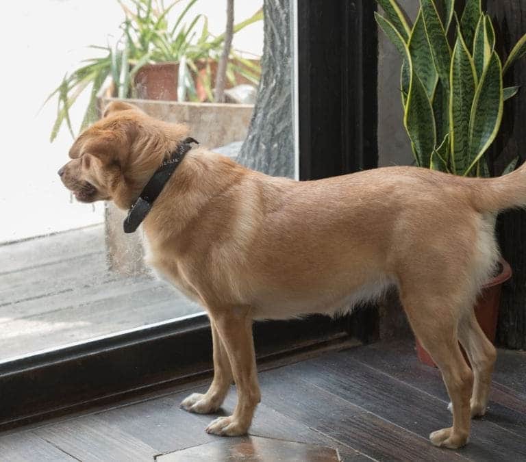 El truco infalible para que tu perro no ladre cuando está en casa