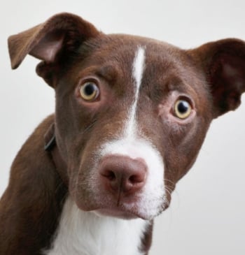 ¿Tu perro te mira fijamente? Esto es lo que te está pidiendo