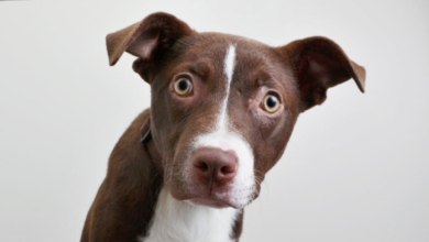 ¿Tu perro te mira fijamente? Esto es lo que te está pidiendo