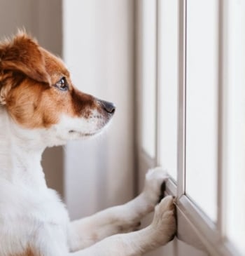 ¿Tu perro te sigue a todas partes? Esto es lo que significa