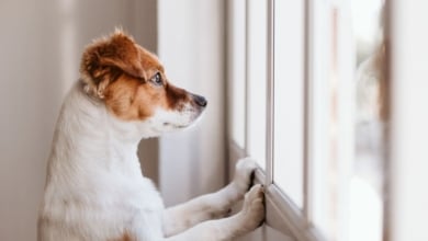 ¿Tu perro te sigue a todas partes? Esto es lo que significa