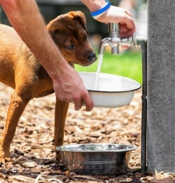 Aviso de los veterinarios: jamás dejes que tu perro haga esto en [...]