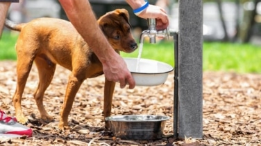 Aviso de los veterinarios: jamás dejes que tu perro haga esto en la calle