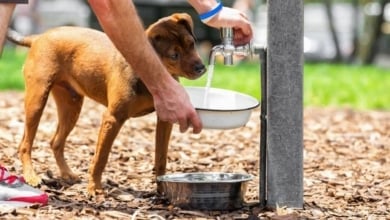Aviso de los veterinarios: jamás dejes que tu perro haga esto en la calle