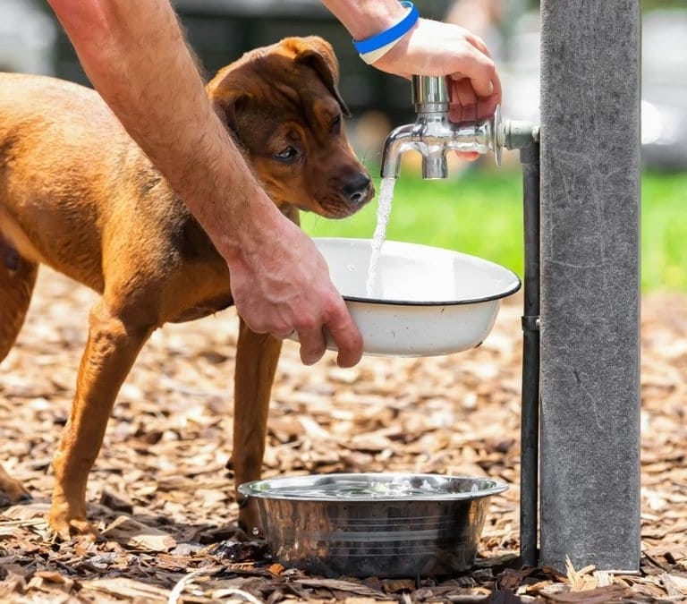 Aviso de los veterinarios: jamás dejes que tu perro haga esto en la calle