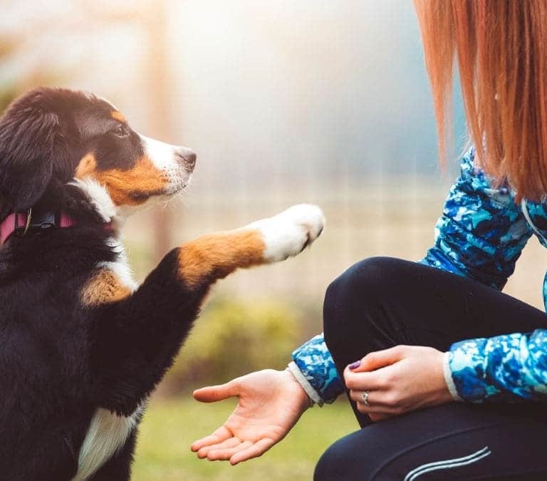 ¿Los perros son zurdos o diestros? Lo que no conoces de tu mascota y por qué deberías saberlo