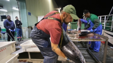 Alerta alimentaria "grave" por dos variedades de pescado de España