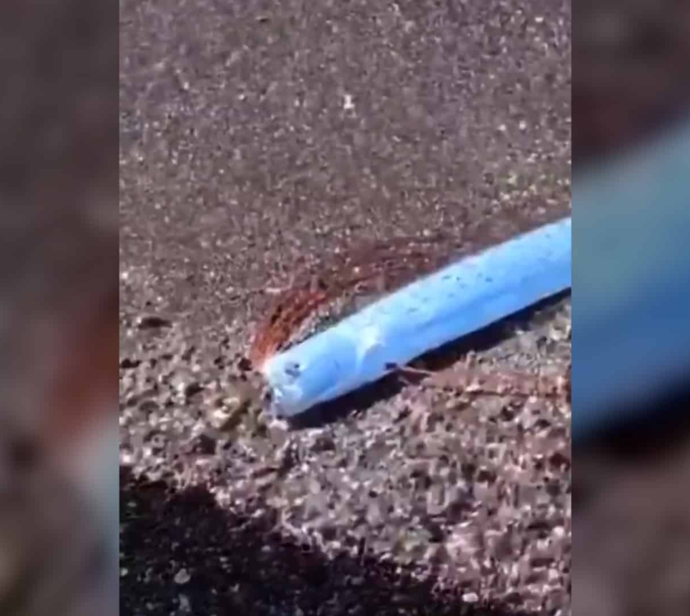 Avistan en las playas de México al 'pez fin del mundo': se avecina un desastre natural