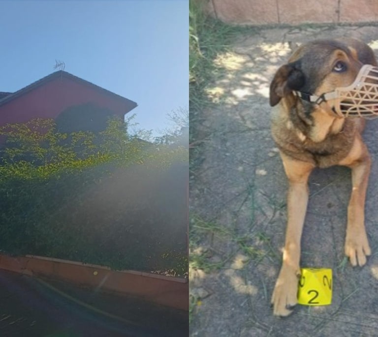 El inquiokupa fantasma que utiliza a sus perros para ocupar una vivienda en Valdepiélagos (Madrid)