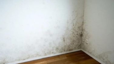 ¿Paredes sin moho? Soluciones caseras que actúan en minutos