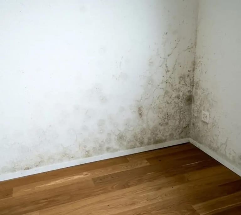 ¿Paredes sin moho? Soluciones caseras que actúan en minutos