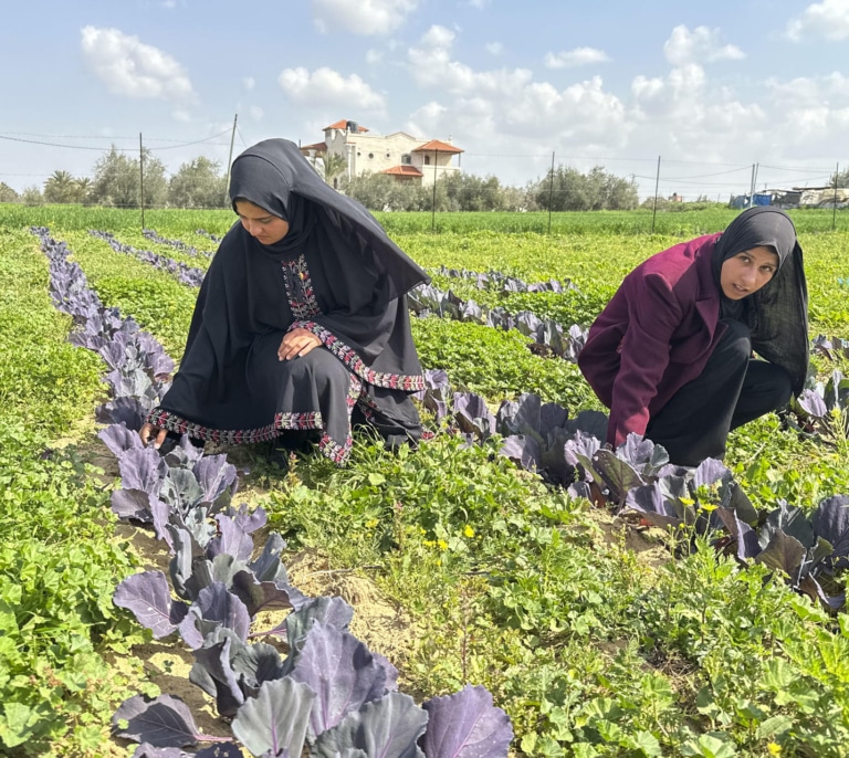La batalla de las agricultoras de Gaza para resucitar los cultivos que arrasó la guerra