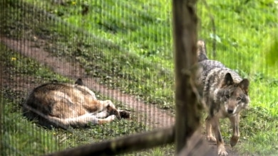 La desprotección del lobo es un retroceso histórico para la naturaleza 