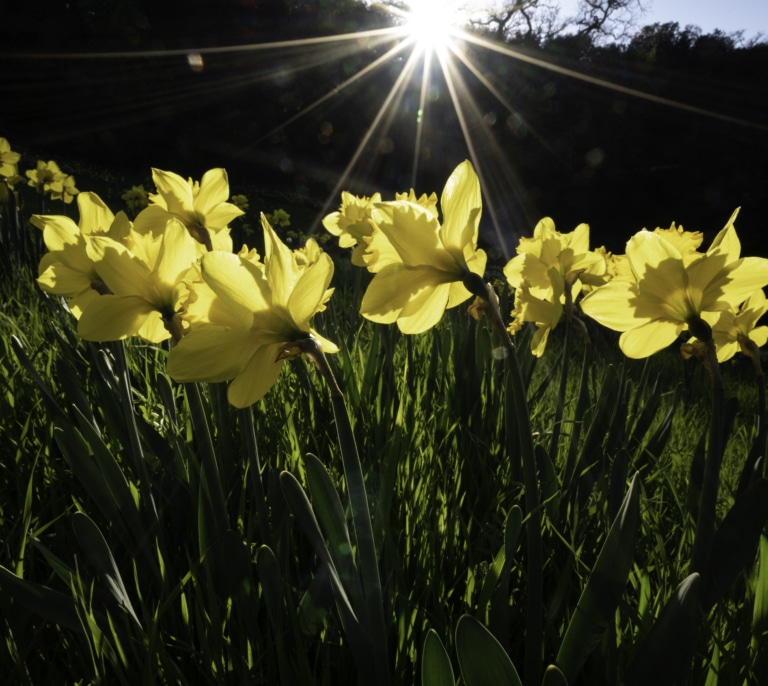 ¿A qué hora es el equinoccio de primavera 2025?