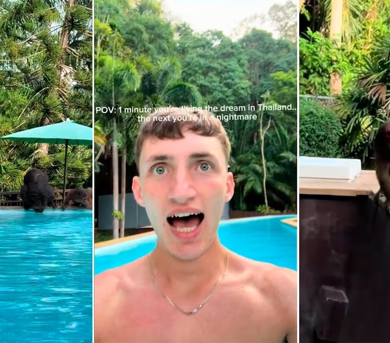 Un episodio de 'The White Lotus' en la vida real: Influencer británico perseguido por monos en Tailandia