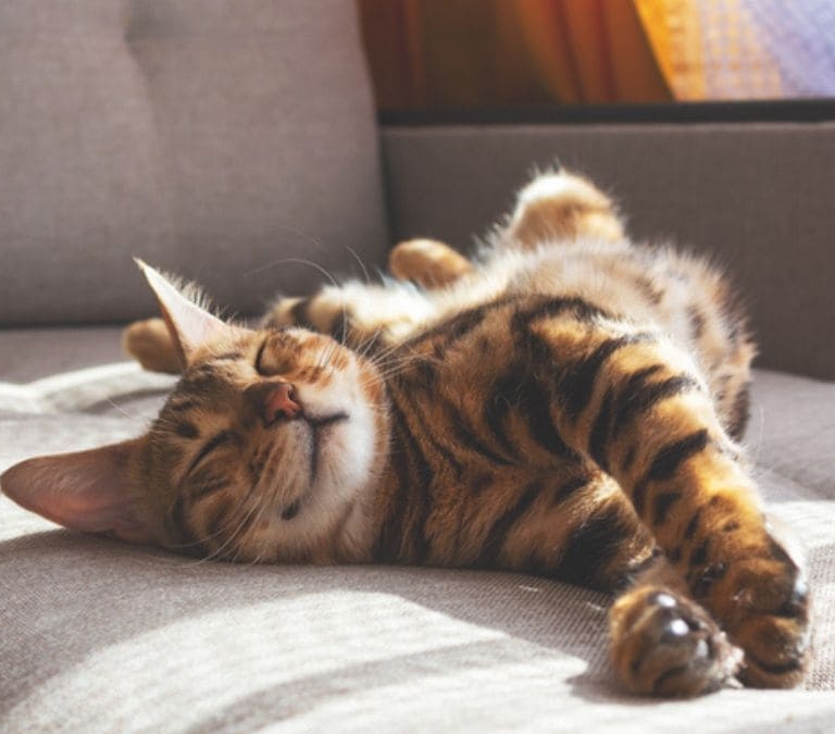 La multa que pueden recibir los dueños de los gatos si no se cumple la nueva normativa