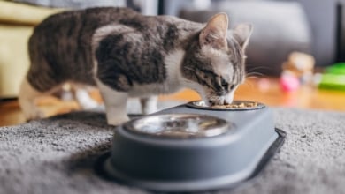 La OCU revela cuál es la mejor marca de comida para tu gato