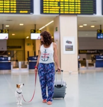 Estos son los perros con los que puedes viajar en avión