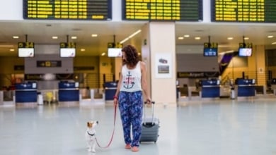 Estos son los perros con los que puedes viajar en avión
