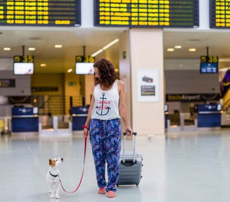 Estos son los perros con los que puedes viajar en avión