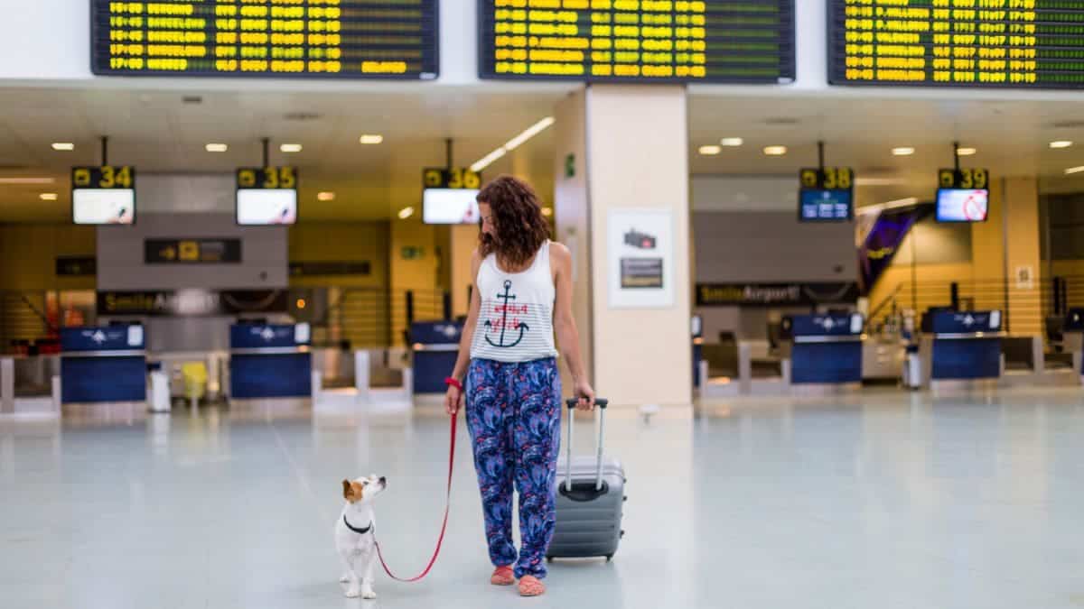 Perro avión
