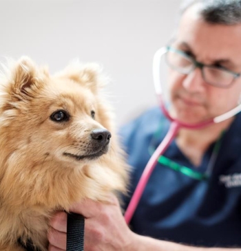 Instituto Coordenadas considera "vital" la colaboración entre farmacias y veterinarios que impulsa [...]
