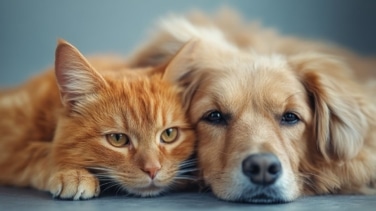 La importancia de la alimentación de perros y gatos para su microbiota
