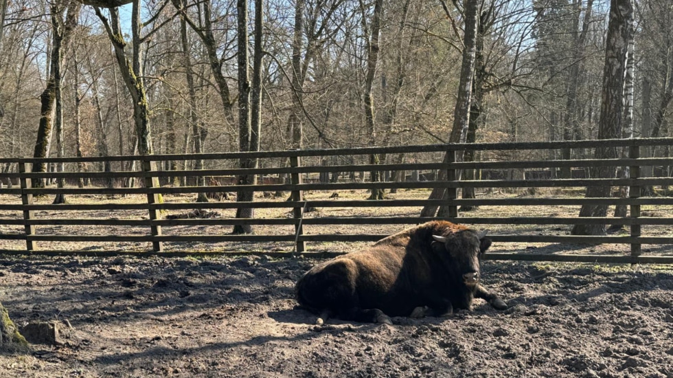 Białowieża, los peligros que acechan al último bosque encantado de Europa 