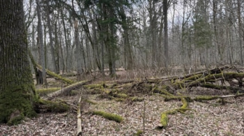 Białowieża, los peligros que acechan al último bosque encantado de Europa
