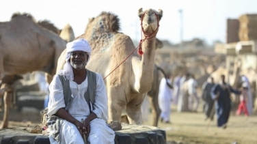 Camellos contra autobuses en las pirámides de Guiza