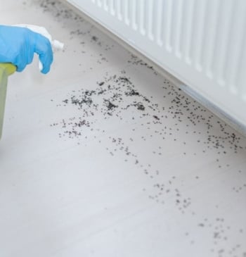 El truco viral para que las hormigas no entren en casa en [...]