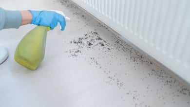 El truco viral para que las hormigas no entren en casa en primavera