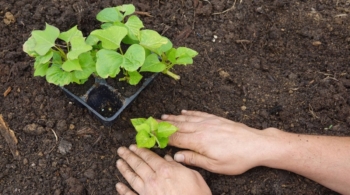 Plantas primavera