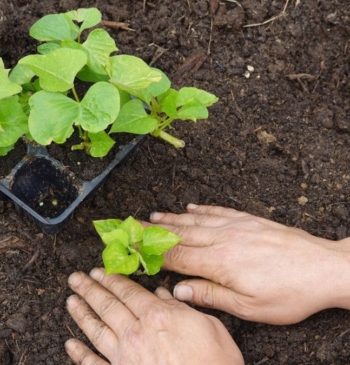 Así es como debes cuidar tus plantas en primavera
