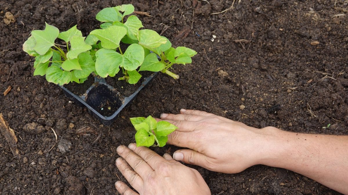 Plantas primavera