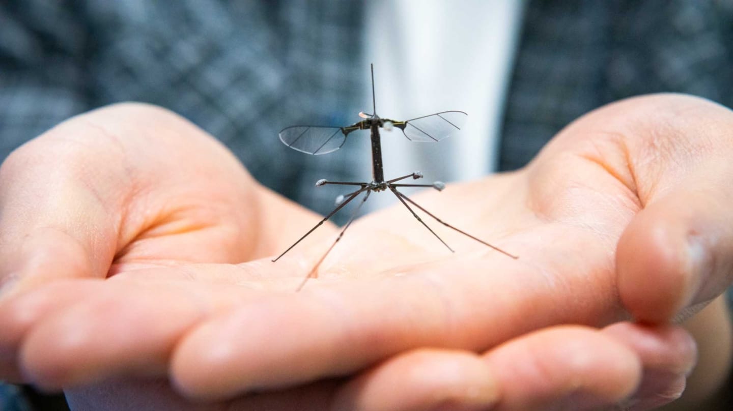 La abeja robot de la universidad de Harvard o cómo la realidad supera a 'Black Mirror'