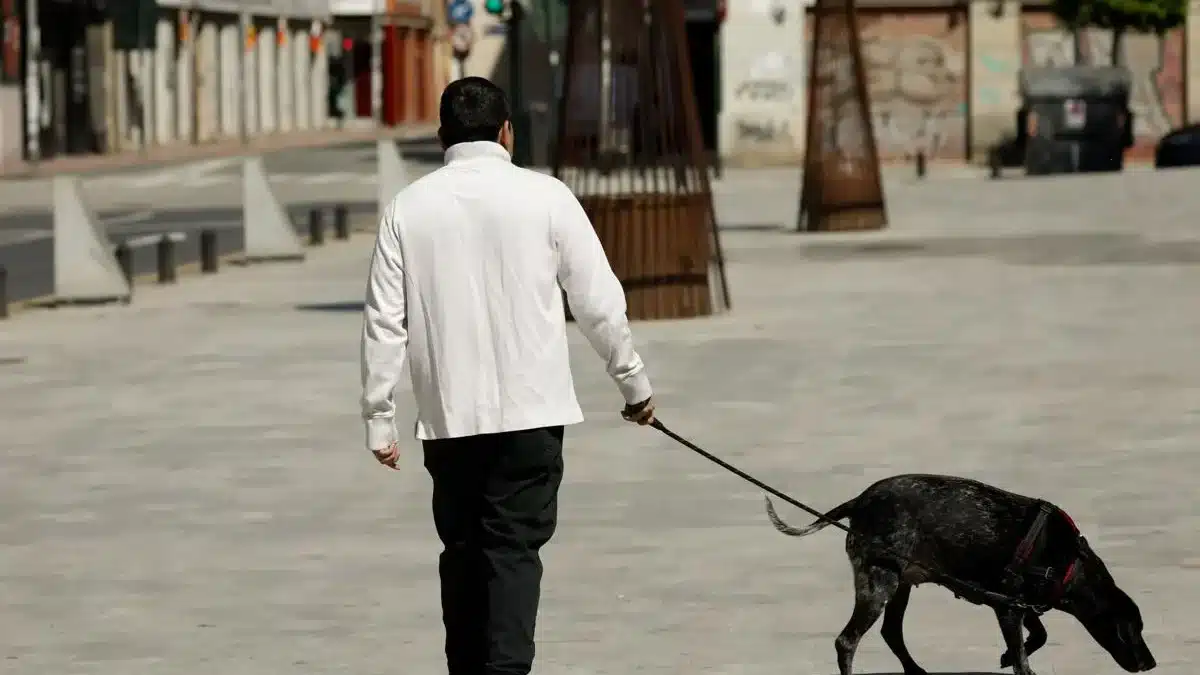 Muere un perro que iba acompañado del dueño al recibir un disparo desde una vivienda en Castellón