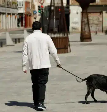 Muere un perro que iba acompañado del dueño al recibir un disparo [...]